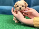 A Kali̇te Malti̇poo Bebekler