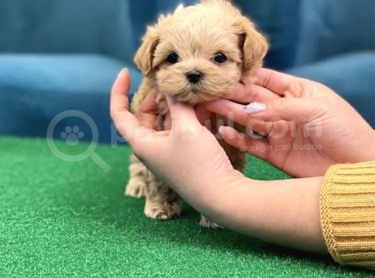 A Kali̇te Malti̇poo Bebekler görsel