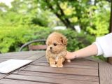 A Kali̇te Malti̇poo Bebekler