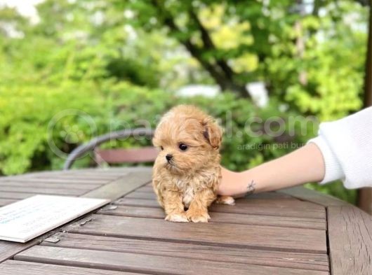 A Kali̇te Malti̇poo Bebekler görsel