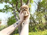 A KALİTE MALTİPOO BEBEKLER