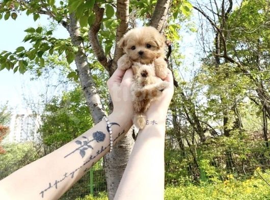 A Kali̇te Malti̇poo Bebekler