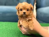 Garanti̇li̇ Malti̇poo Yavrulari