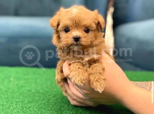 Garanti̇li̇ Malti̇poo Yavrulari görsel