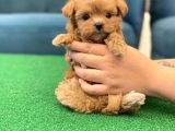 Garanti̇li̇ Malti̇poo Yavrulari