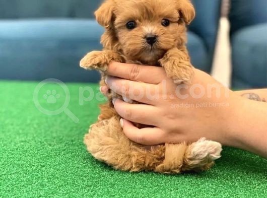 Garanti̇li̇ Malti̇poo Yavrulari görsel