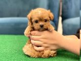 Garanti̇li̇ Malti̇poo Yavrulari