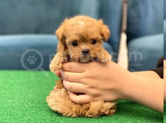 Garanti̇li̇ Malti̇poo Yavrulari görsel