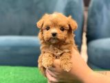 GARANTİLİ MALTİPOO YAVRULARI