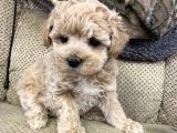 Orji̇nal Garanti̇li̇ Malti̇poo Yavrular