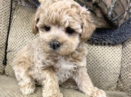 Orji̇nal Garanti̇li̇ Malti̇poo Yavrular görsel