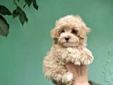 Orji̇nal Garanti̇li̇ Malti̇poo Yavrular