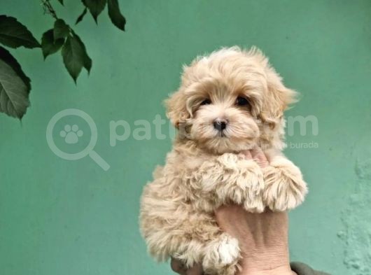 Orji̇nal Garanti̇li̇ Malti̇poo Yavrular görsel