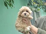 ORJİNAL GARANTİLİ MALTİPOO YAVRULAR