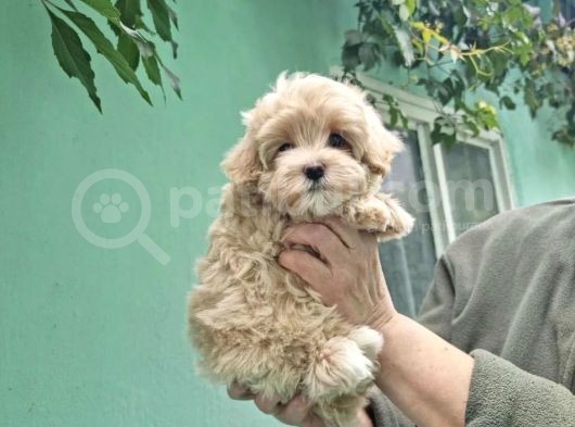 Orji̇nal Garanti̇li̇ Malti̇poo Yavrular