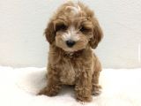 Orji̇nal Malti̇poo Bebekler
