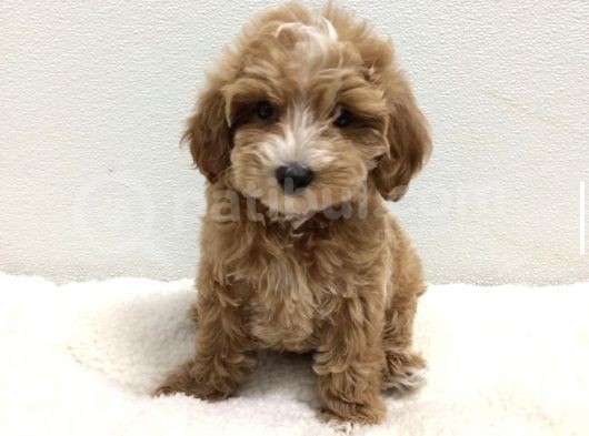 Orji̇nal Malti̇poo Bebekler görsel