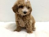 ORJİNAL MALTİPOO BEBEKLER