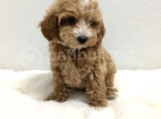 Orji̇nal Malti̇poo Bebekler