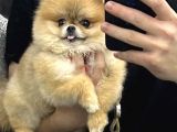 7 aylık teddy bear kızımız