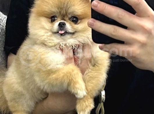 7 Aylık Teddy Bear Kızımız