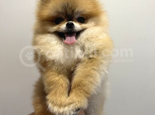 7 Aylık Teddy Bear Kızımız görsel