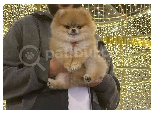 7 Aylık Teddy Bear Kızımız görsel