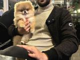 7 Aylık Teddy Bear Kızımız