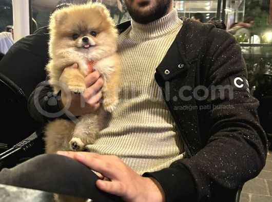 7 Aylık Teddy Bear Kızımız görsel