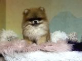 7 Aylık Teddy Bear Kızımız