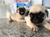 Pug Mops Bebekleri̇mi̇z