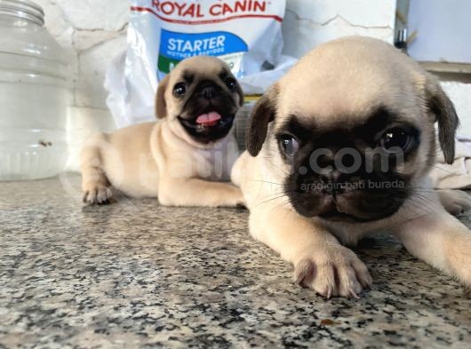 Pug Mops Bebekleri̇mi̇z görsel