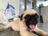 PUG MOPS BEBEKLERİMİZ