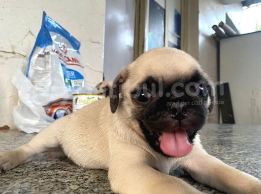 Pug Mops Bebekleri̇mi̇z