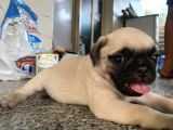 Pug Mops Bebekleri̇mi̇z