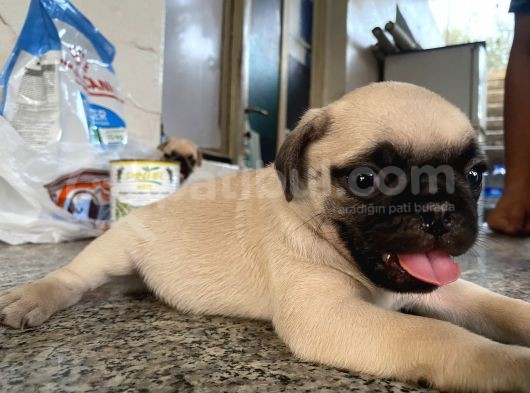 Pug Mops Bebekleri̇mi̇z görsel