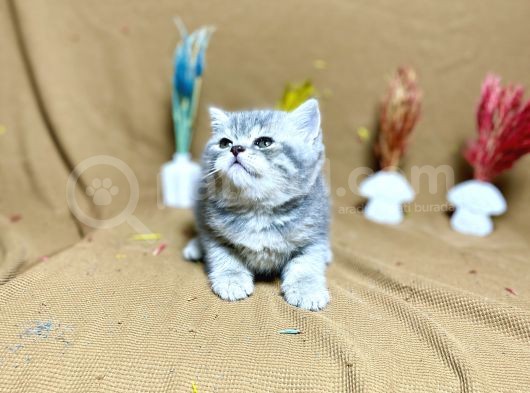 Güzeller Güzeli Oyuncu Silver Yavrumuz görsel