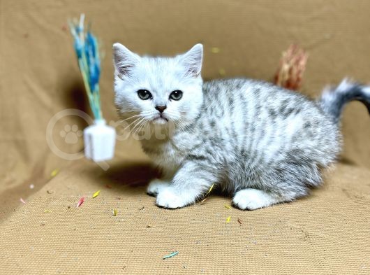 Güzeller Güzeli Oyuncu Silver Yavrumuz