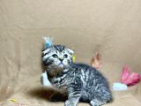 Black Golden Tabby Oyuncu Top Kafa Yavrumuz