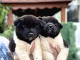 Amerikan Akita Yavrularımız