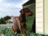 Minik Doberman Askerler