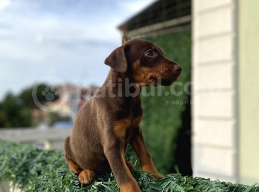 Minik Doberman Askerler görsel