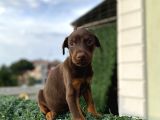 Minik doberman askerler