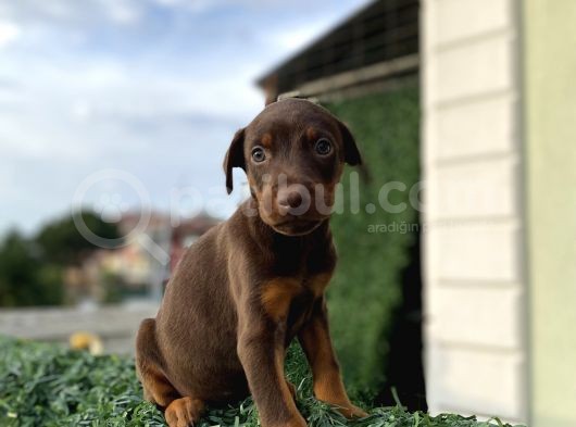 Minik Doberman Askerler
