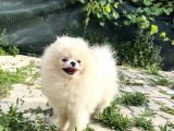 Show Class Pomerani̇an Boo