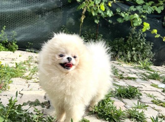 Show Class Pomerani̇an Boo görsel