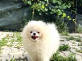 Show Class Pomerani̇an Boo