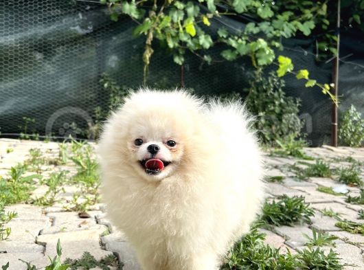 Show Class Pomerani̇an Boo görsel