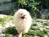 Show Class Pomerani̇an Boo