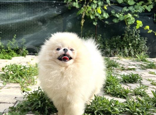 Show Class Pomerani̇an Boo